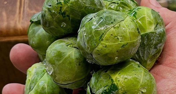 Farmer’s Pick photo 4