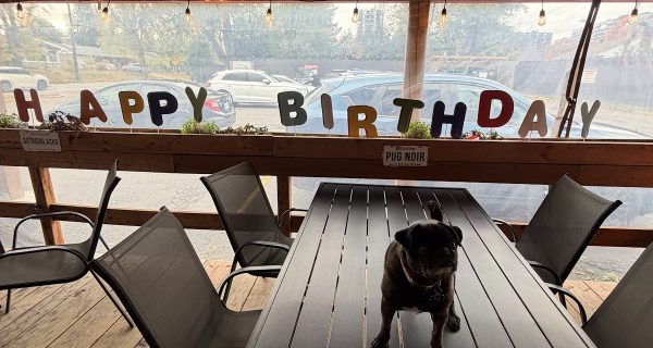 The Black Pug